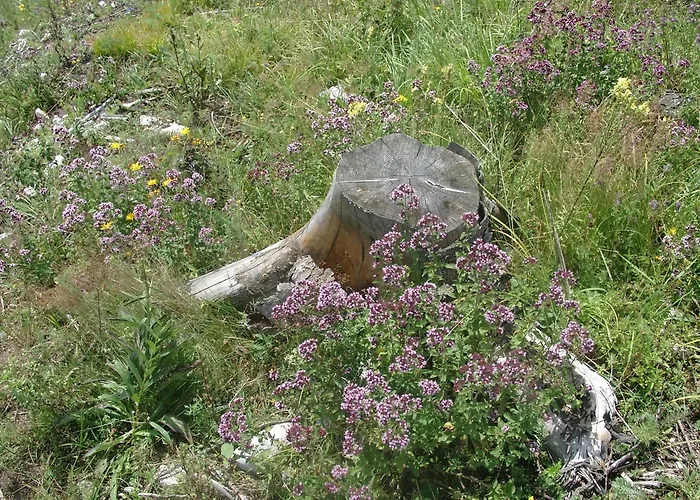 Familienappartement Oetscherbaer Lackenhof